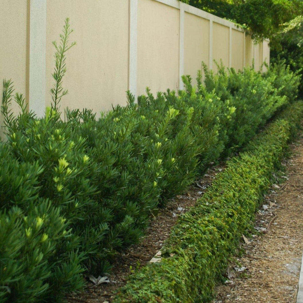 Dwarf Podocarpus