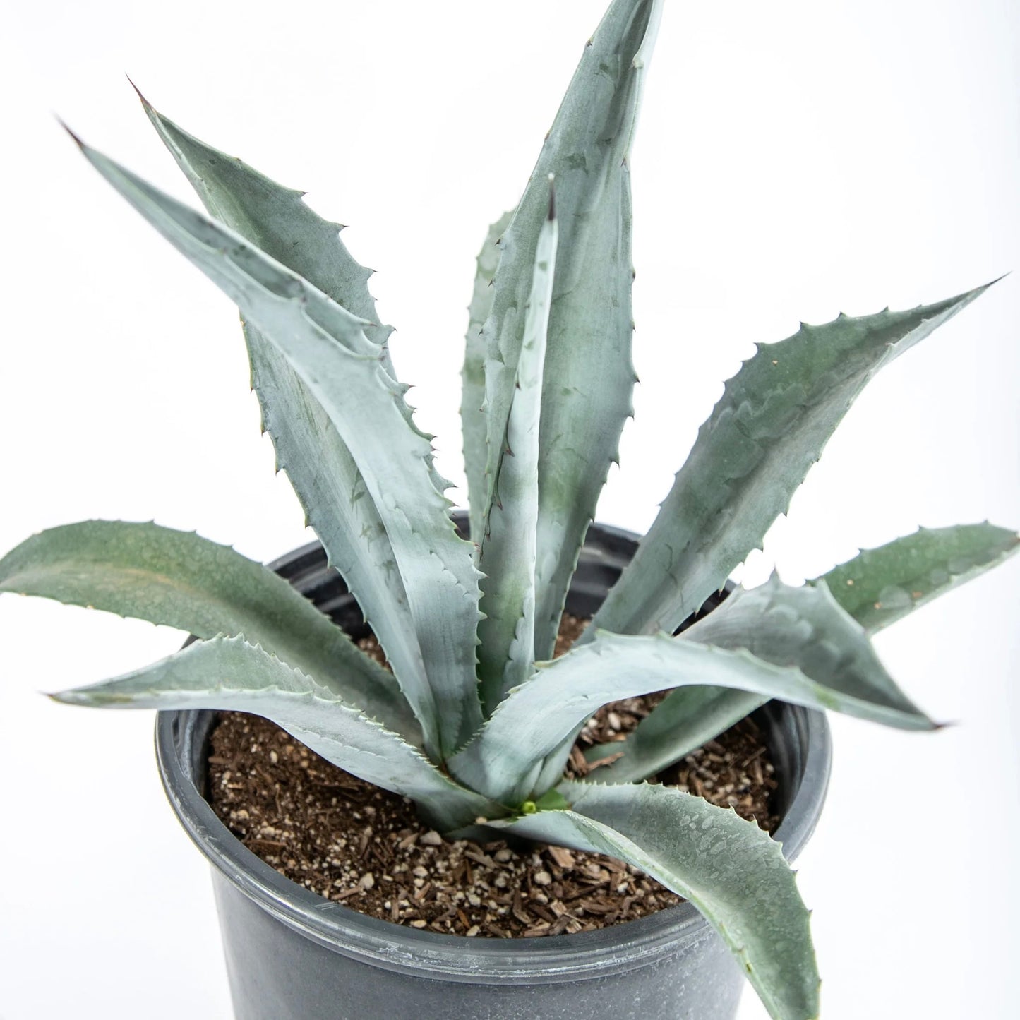Blue Agave
