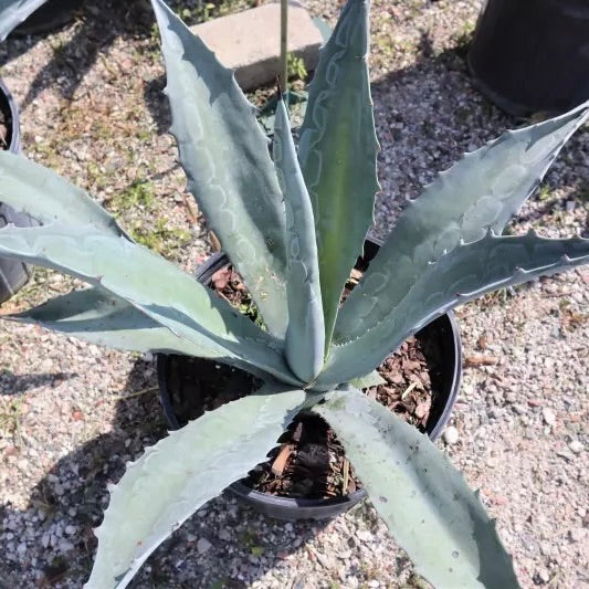 Blue Agave