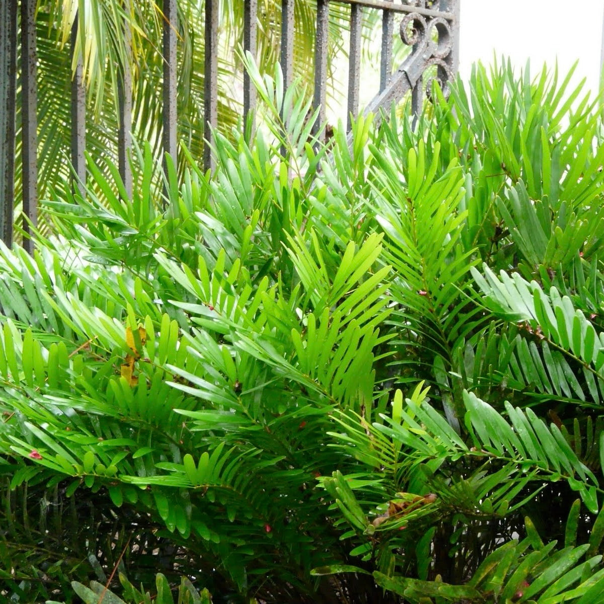 Coontie