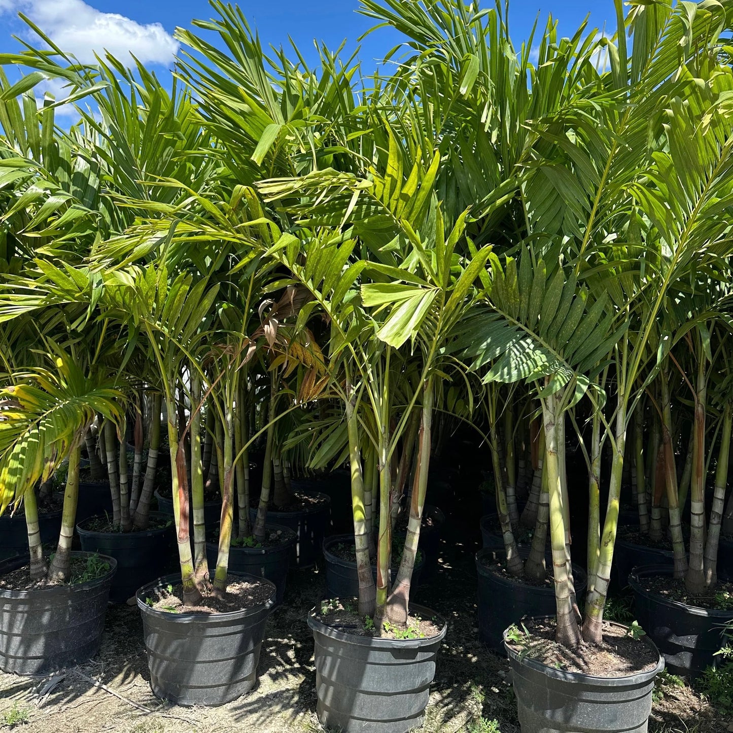Christmas Palm