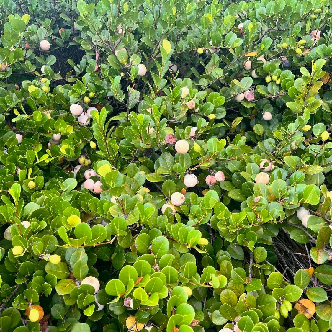 Cocoplum