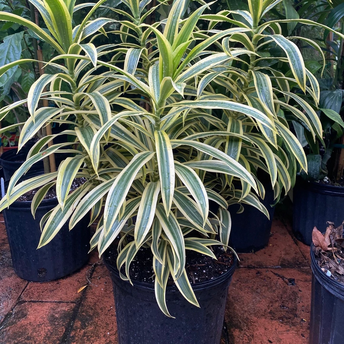 Variegated Song of India