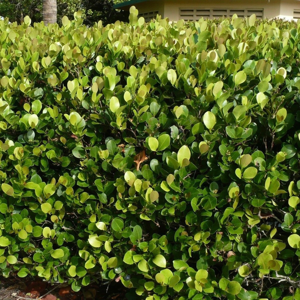 Cocoplum