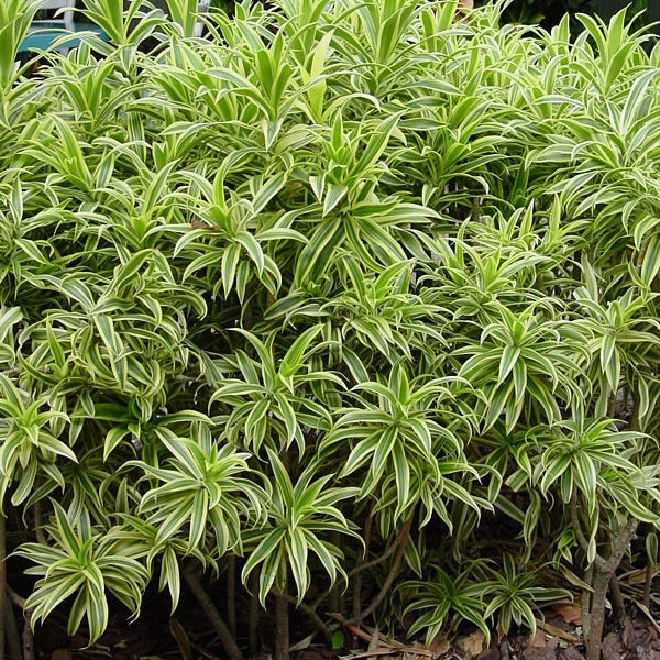 Variegated Song of India