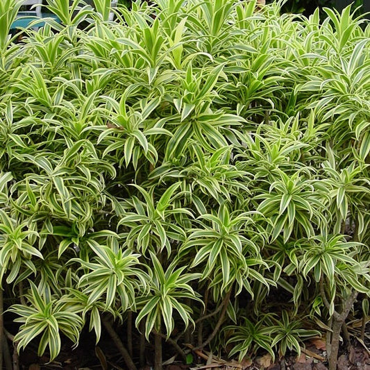 Variegated Song of India