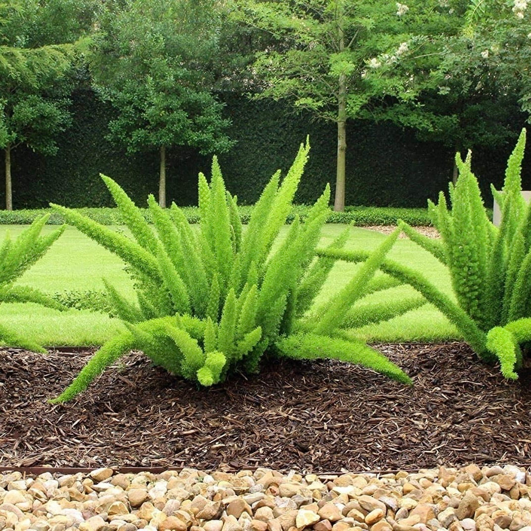 Foxtail Ferns