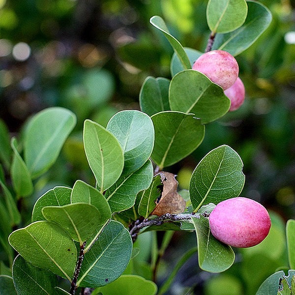 Cocoplum