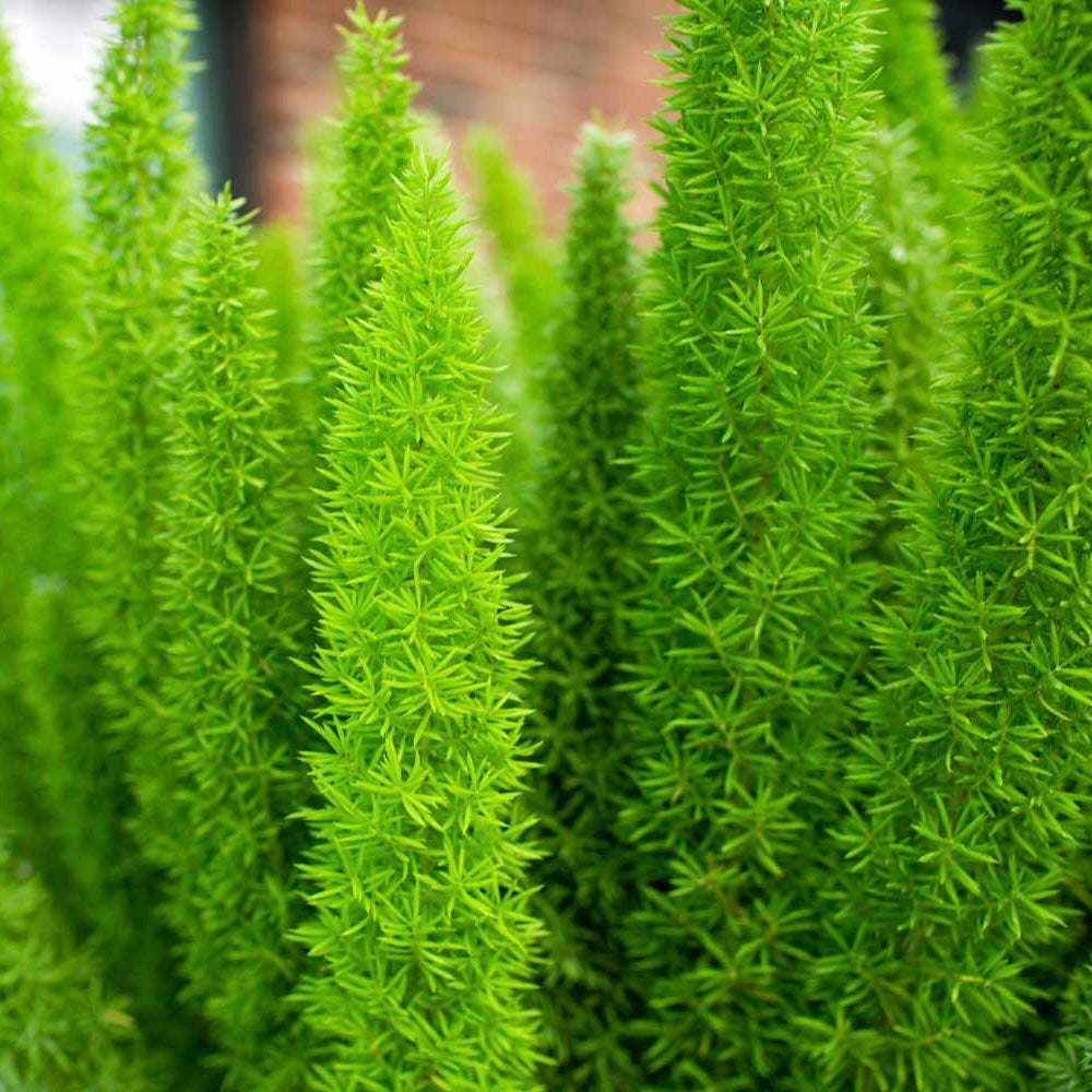Foxtail Ferns