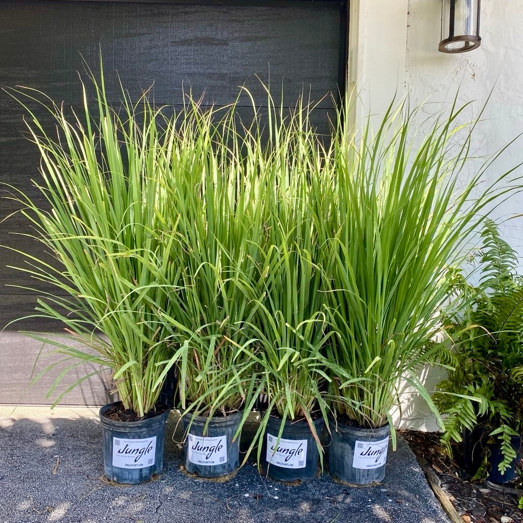 Fakahatchee Grass