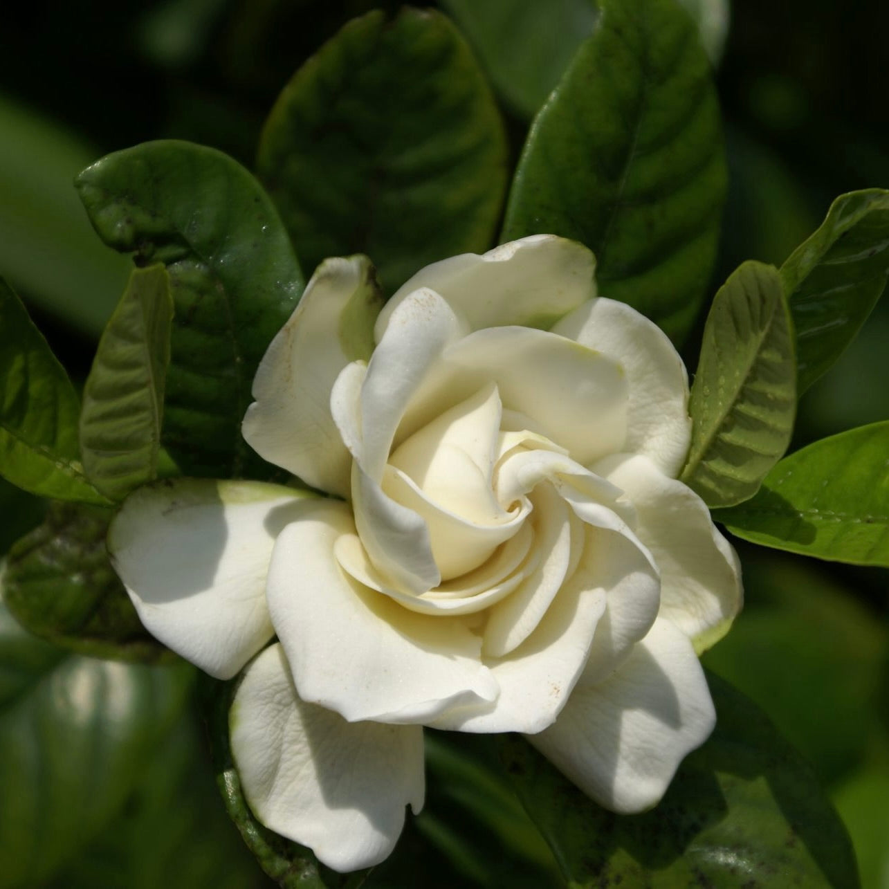 Gardenia 'Miami Supreme'