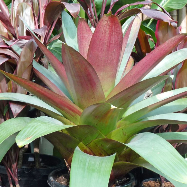 Imperial Bromeliad