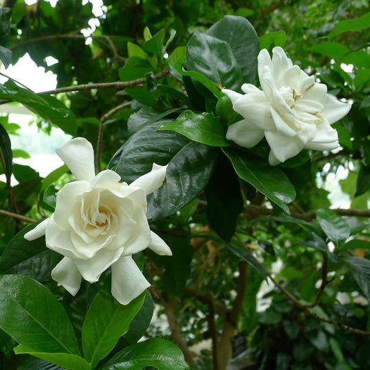 Gardenia 'Miami Supreme'