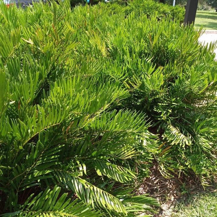 Coontie