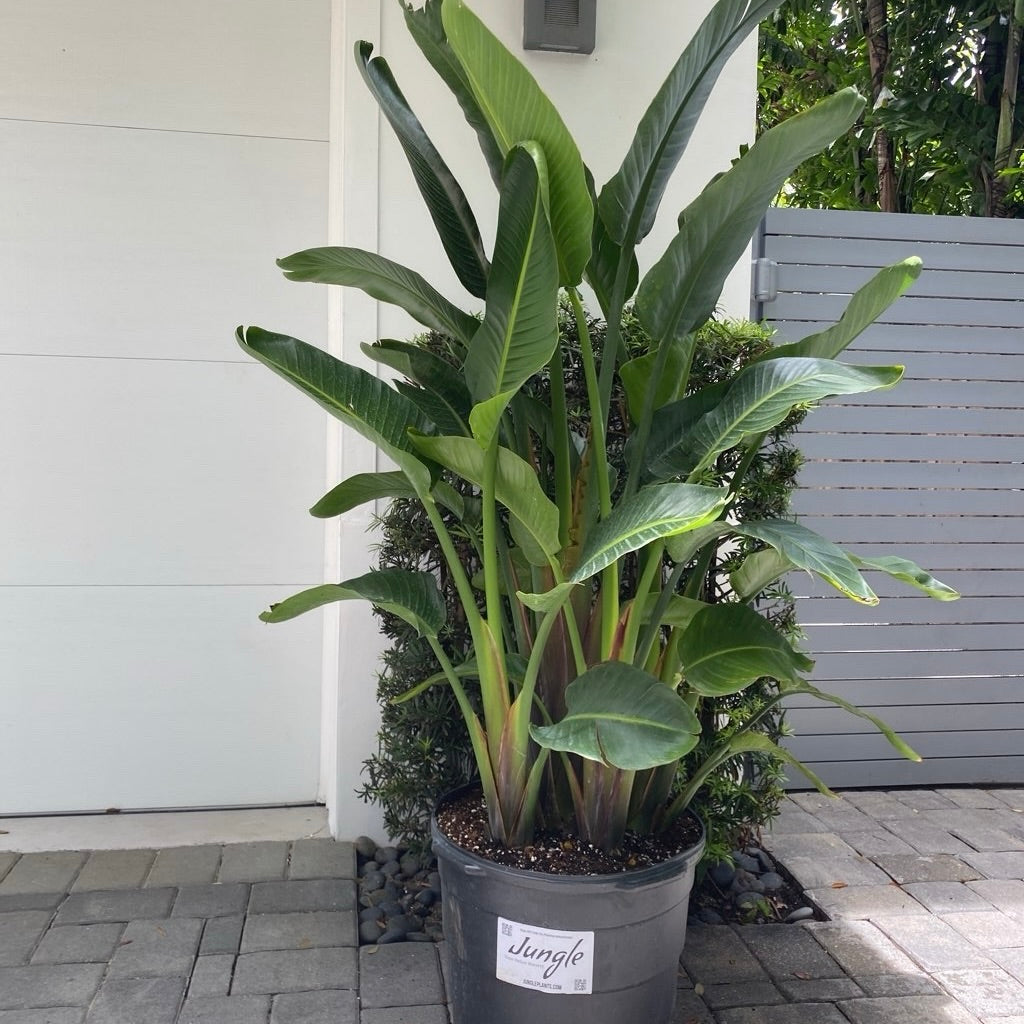 White Bird of Paradise