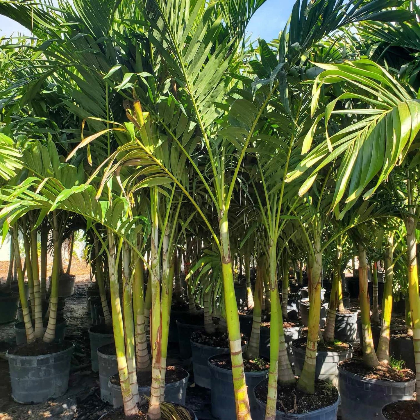 Christmas Palm