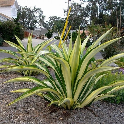 False Agave