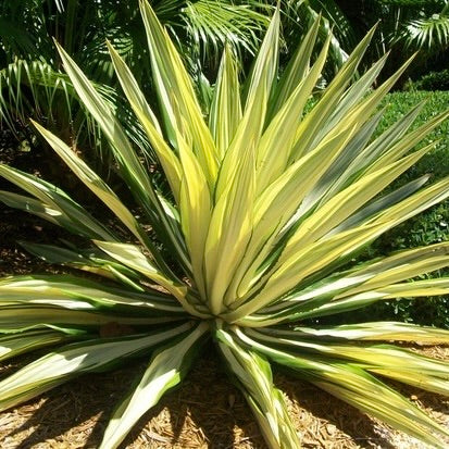 False Agave