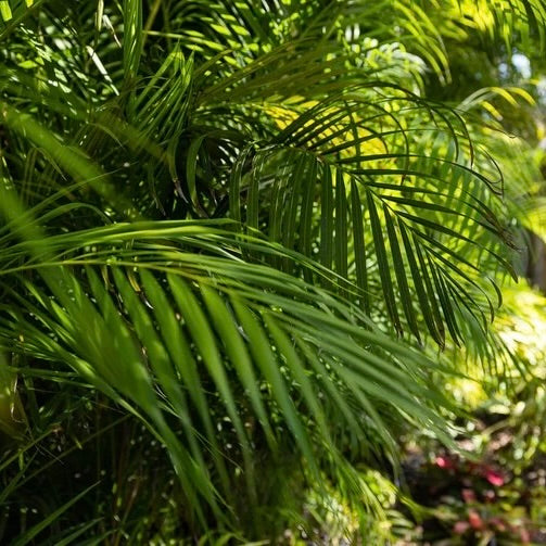 Areca Palm