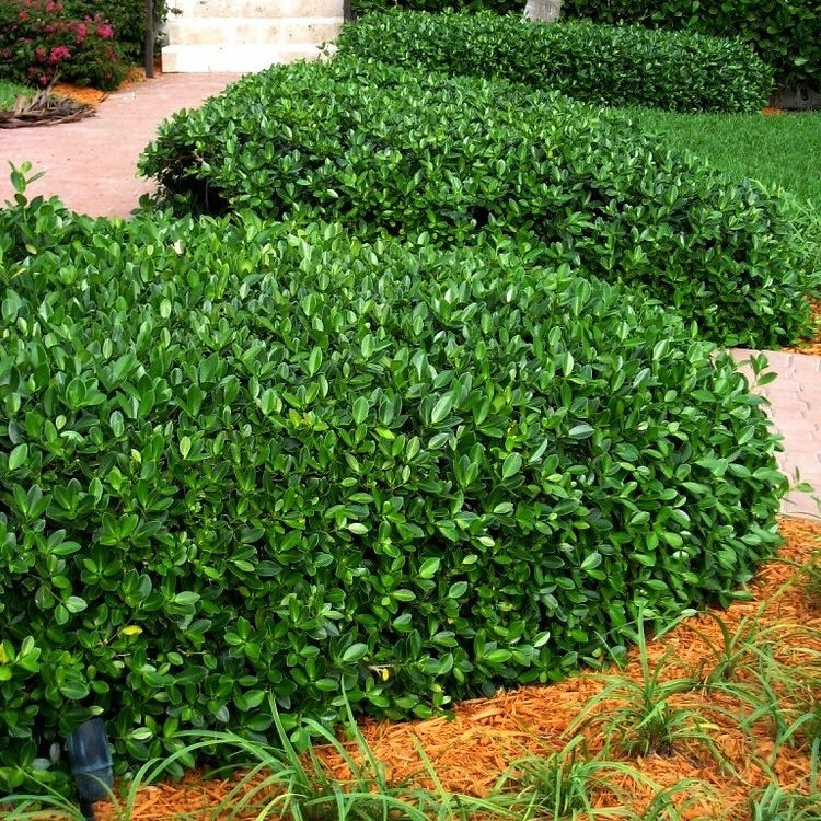 Plant Spacing