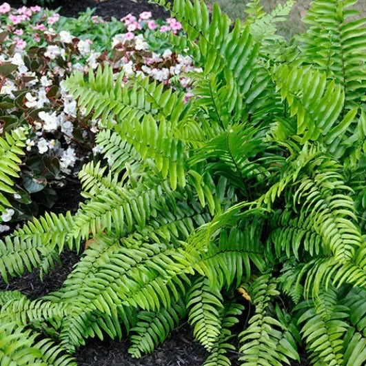 Macho Fern