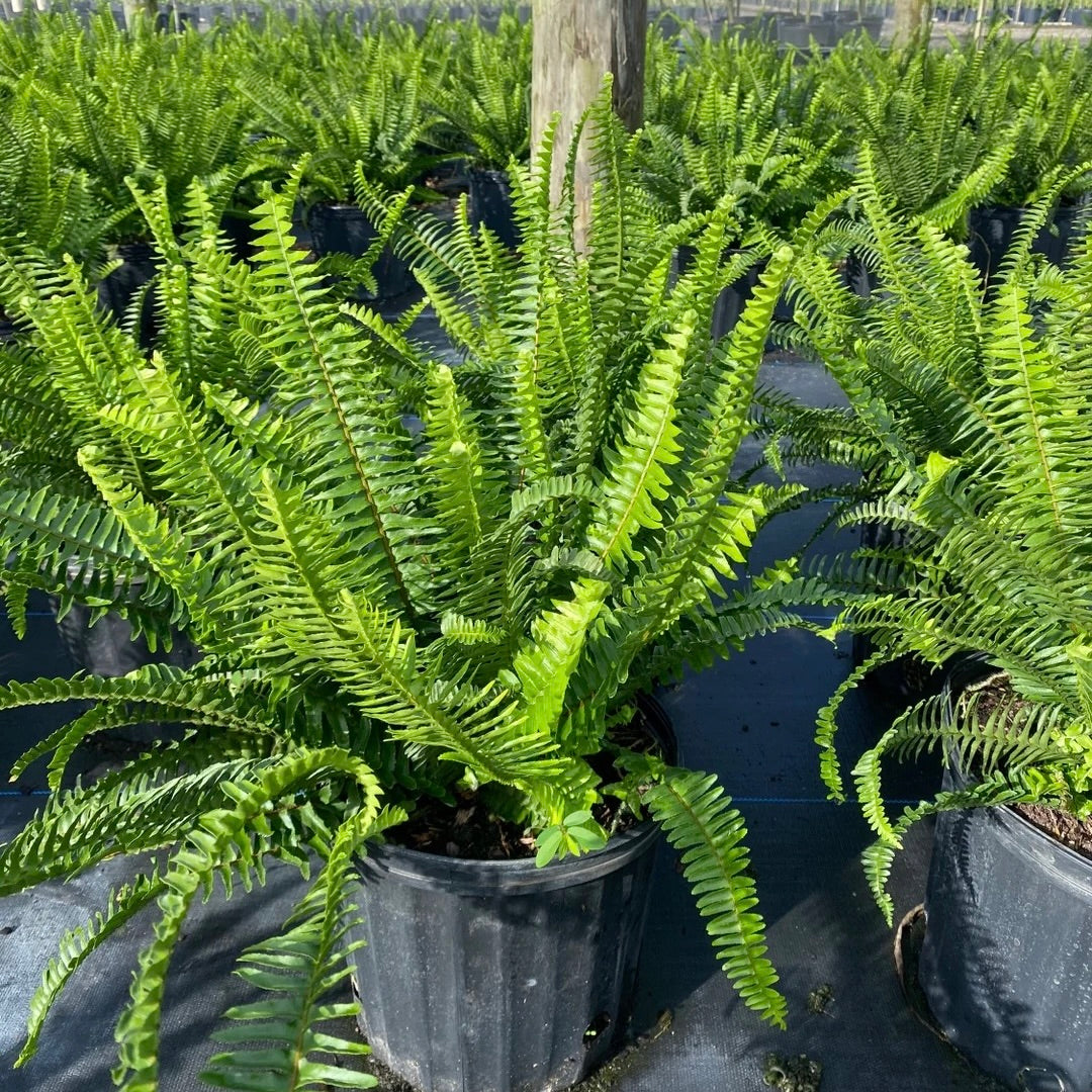 Macho Fern