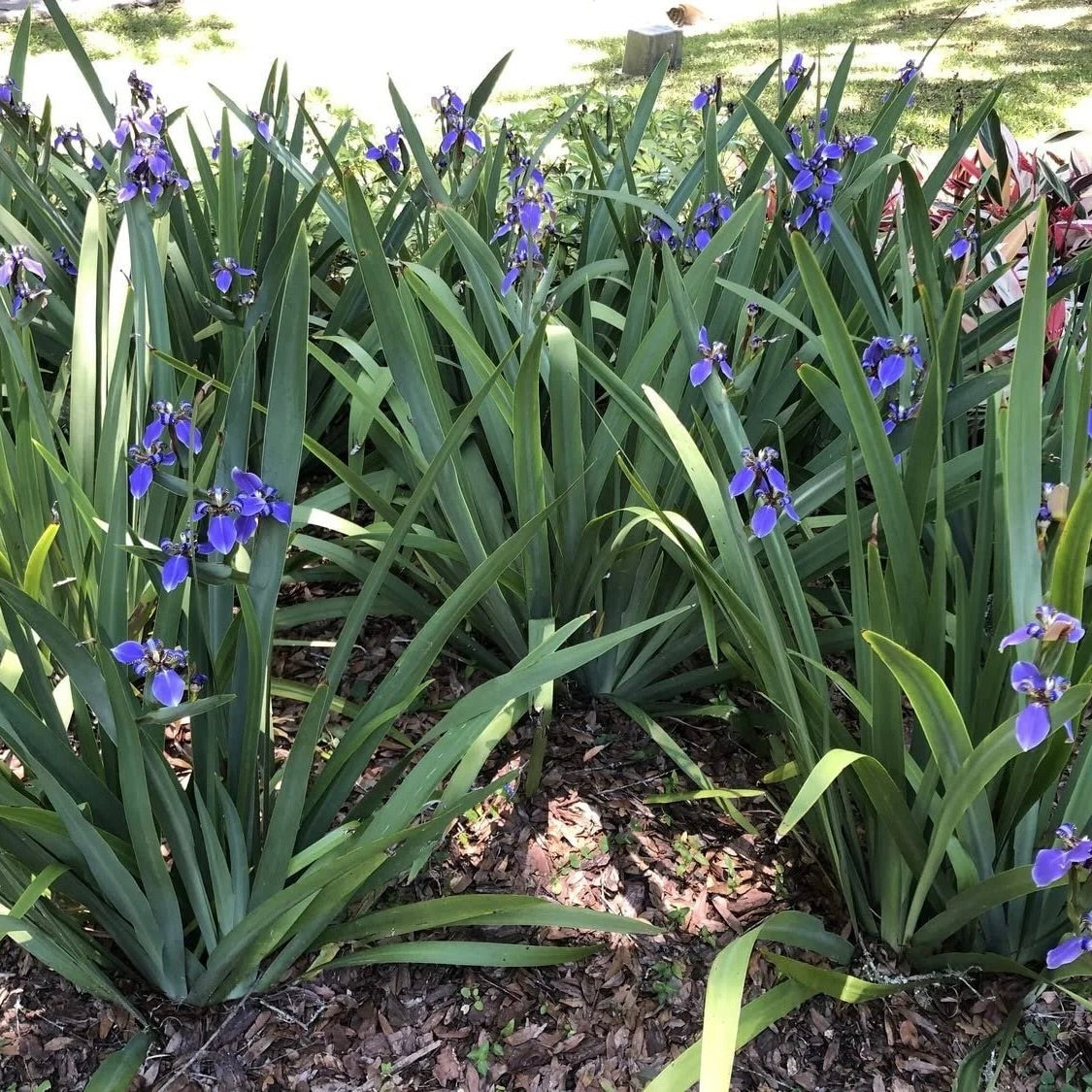 Iris Regina