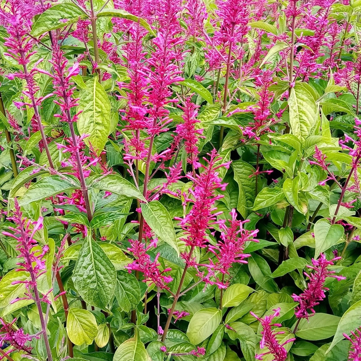 Firespike
