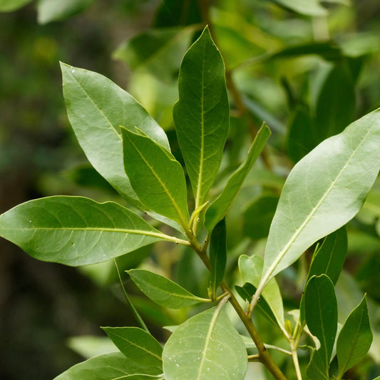 Green Buttonwood