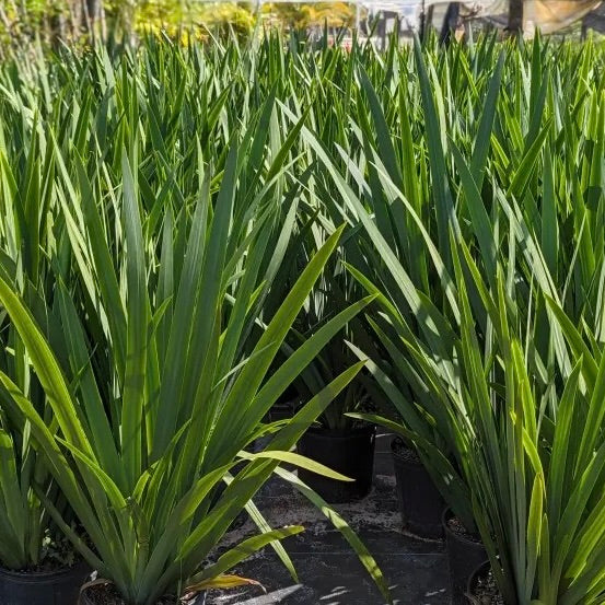 Iris Regina