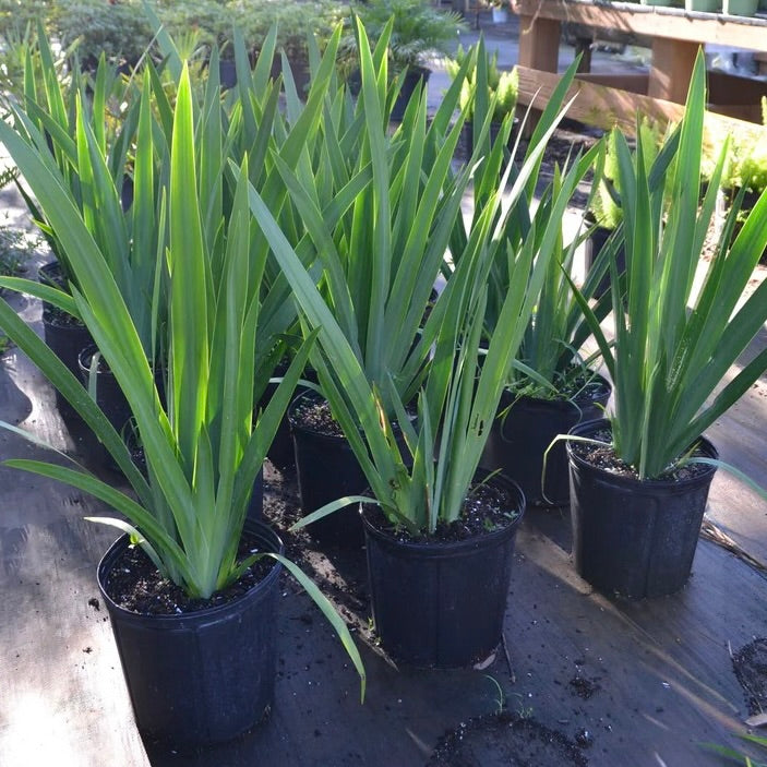 Iris Regina