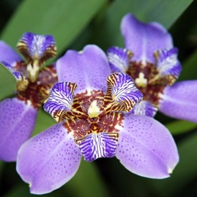 Iris Regina