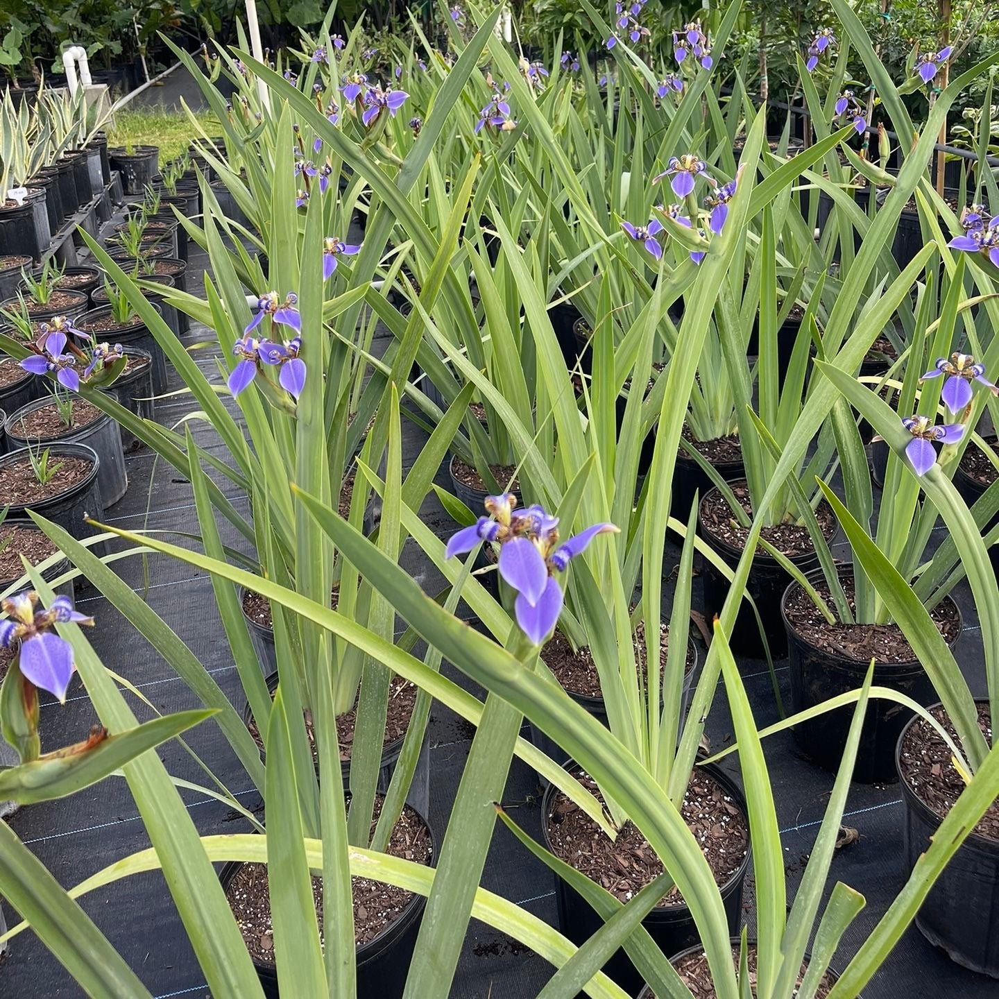 Iris Regina