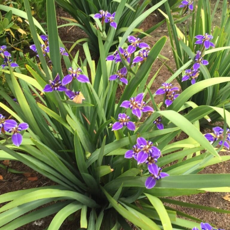 Iris Regina