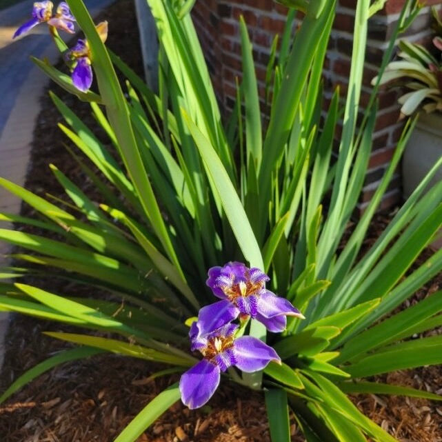 Iris Regina