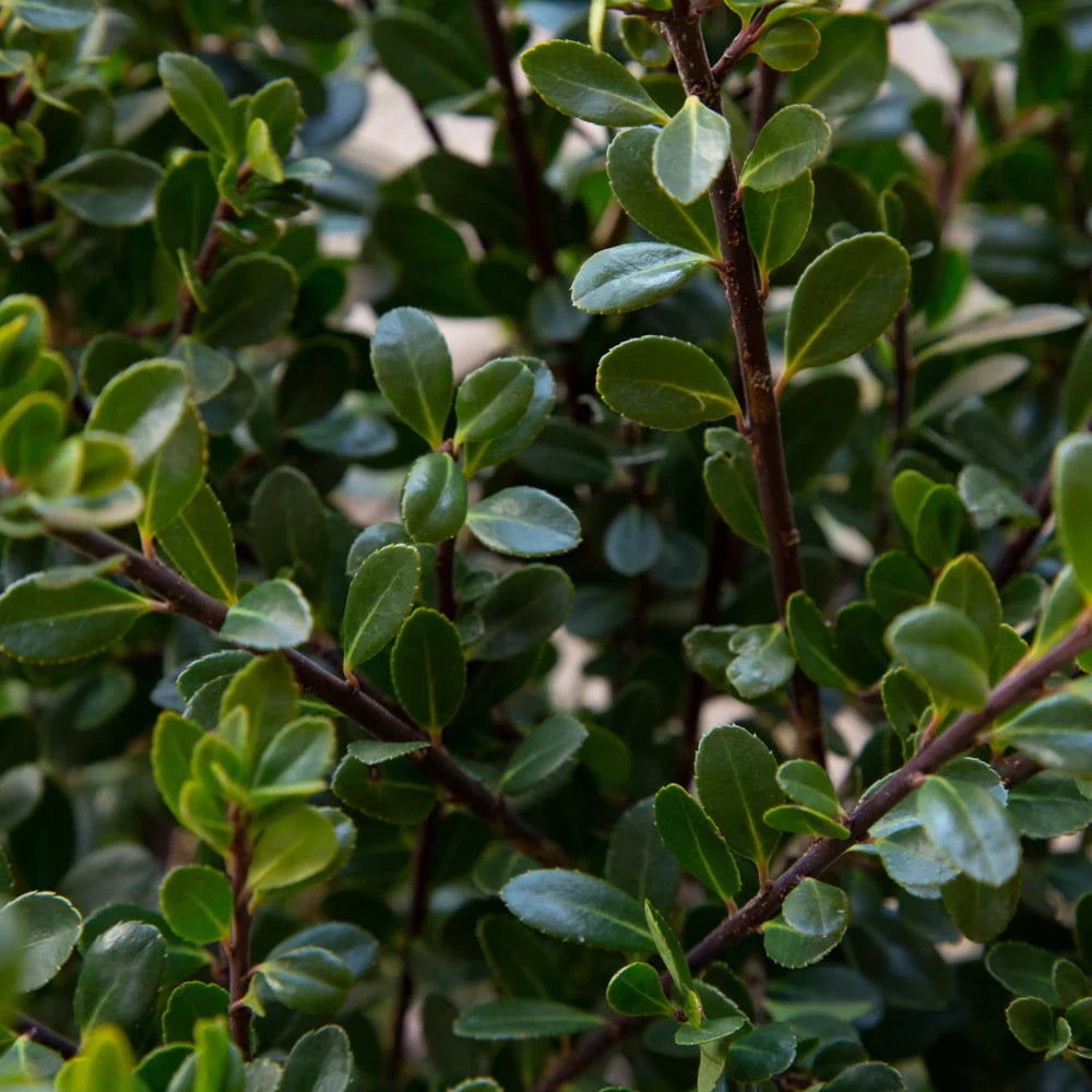 Japanese Holly