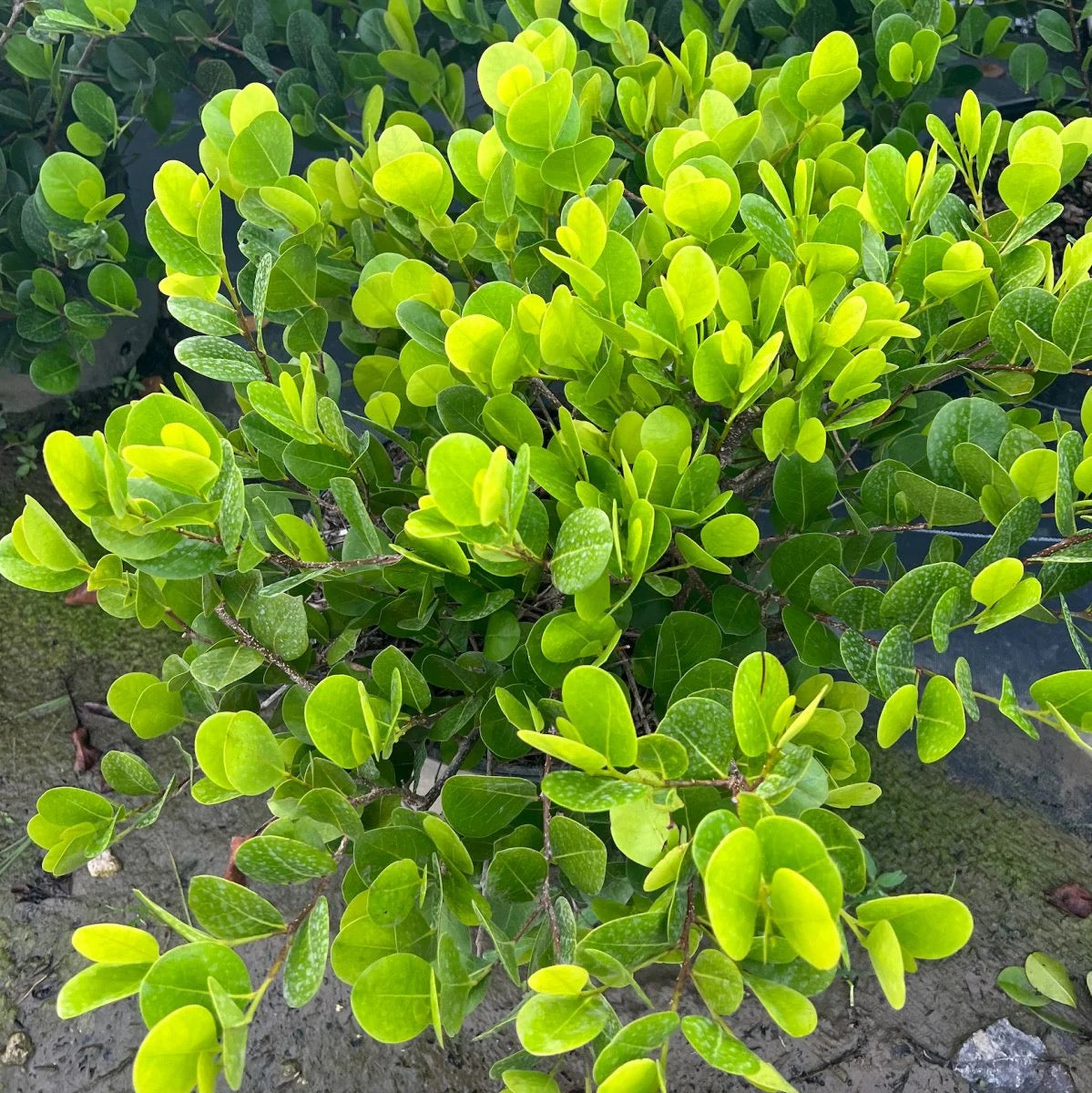 Cocoplum