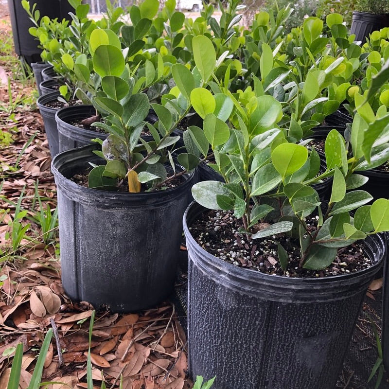 Horizontal Cocoplum
