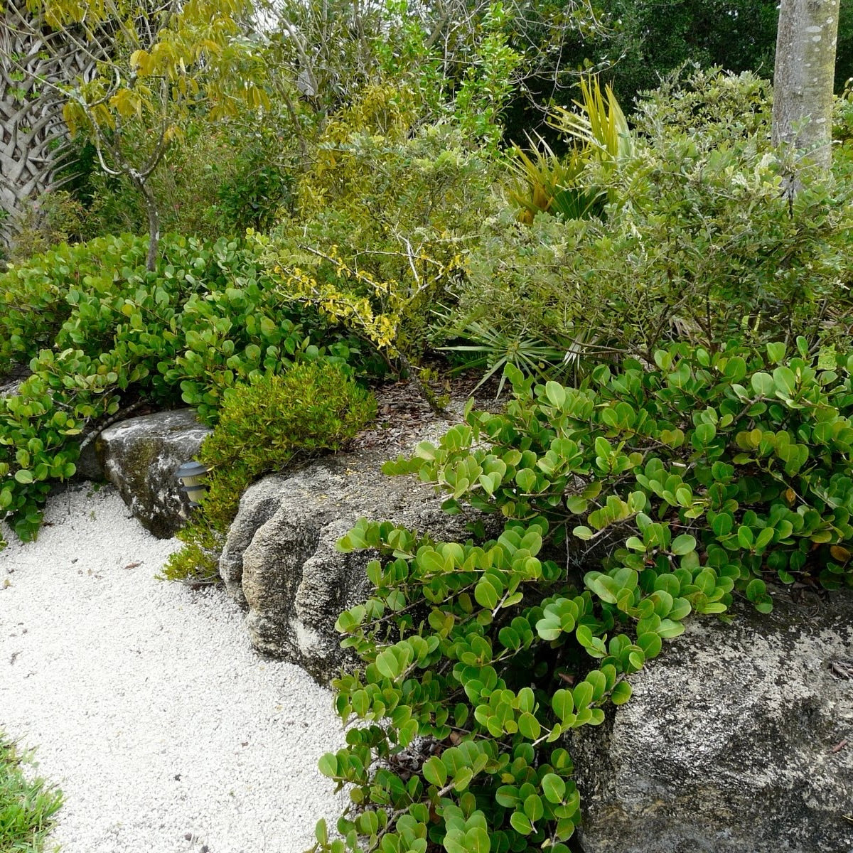 Horizontal Cocoplum