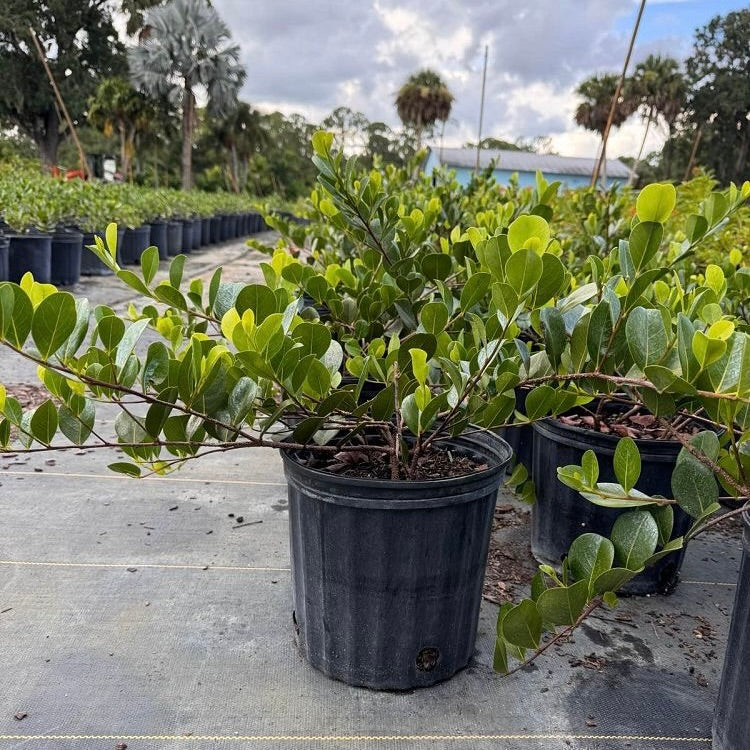 Horizontal Cocoplum
