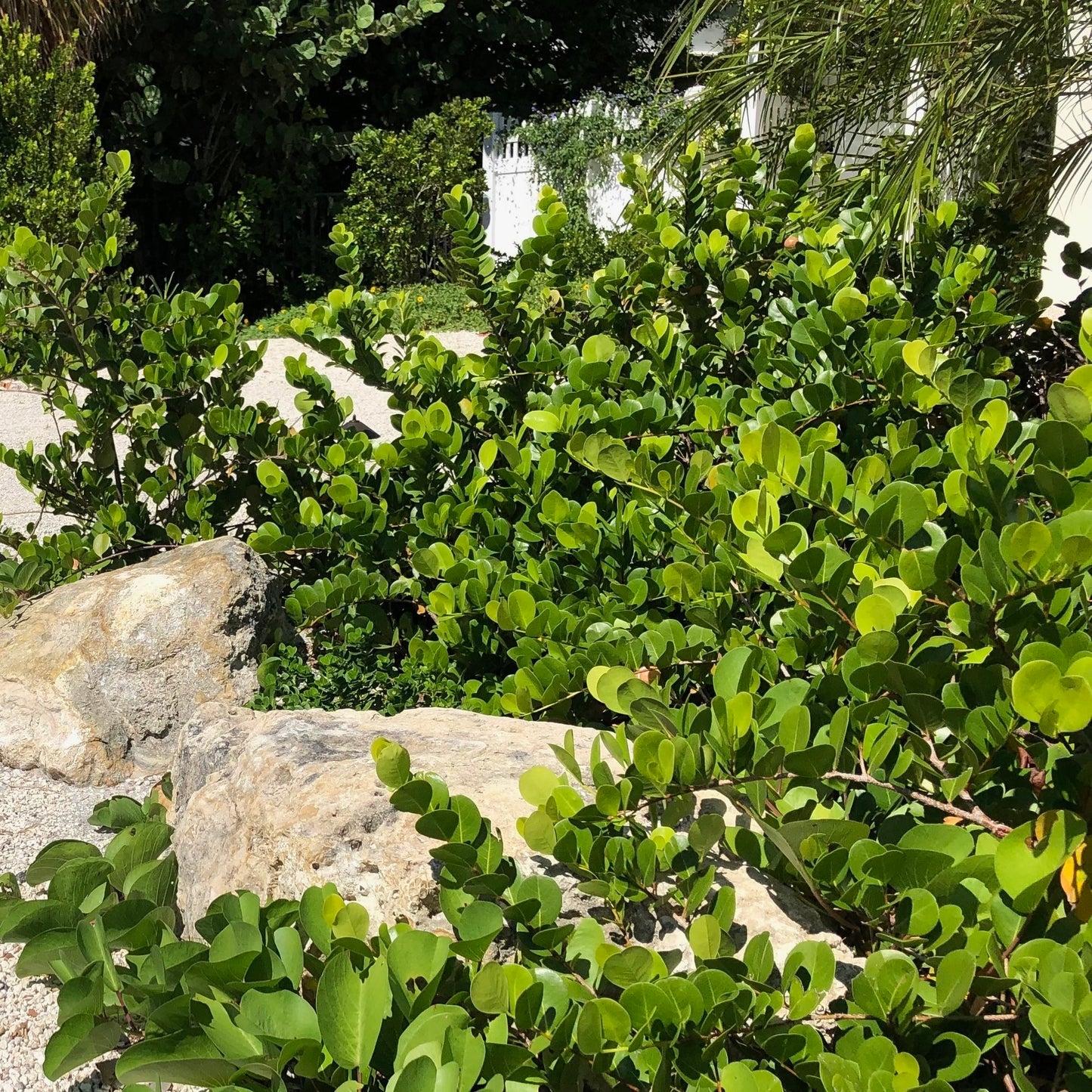 Horizontal Cocoplum