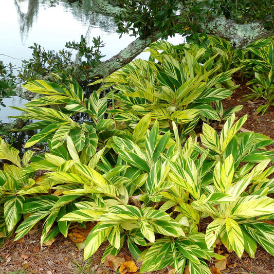 Variegated Ginger
