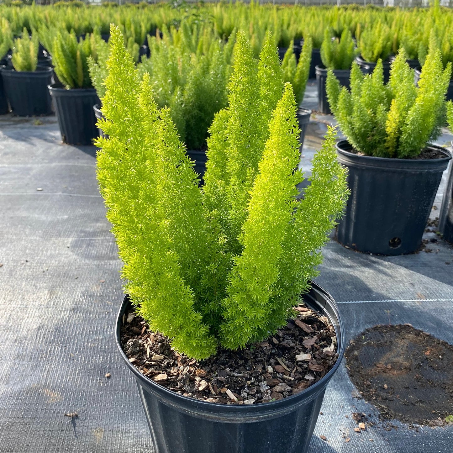 Foxtail Ferns