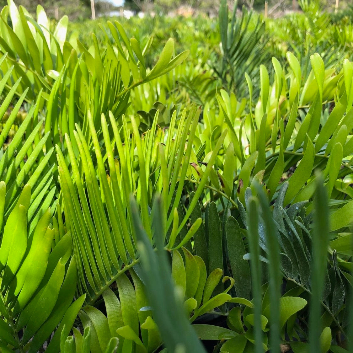 Coontie