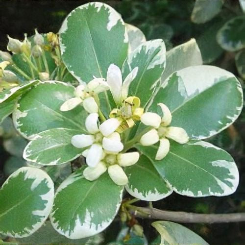 Pittosporum 'Variegata'