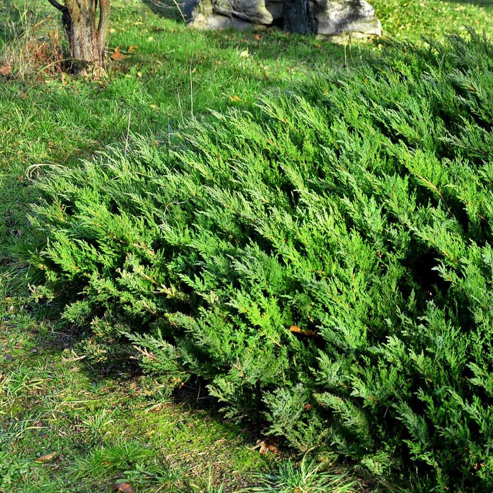 Juniper 'Parsonii'
