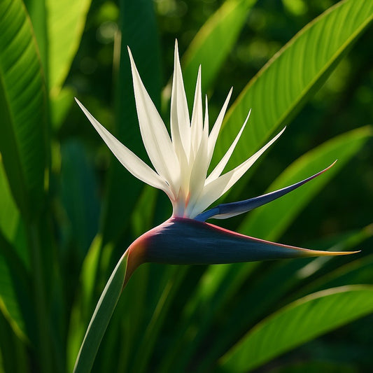 White Bird of Paradise
