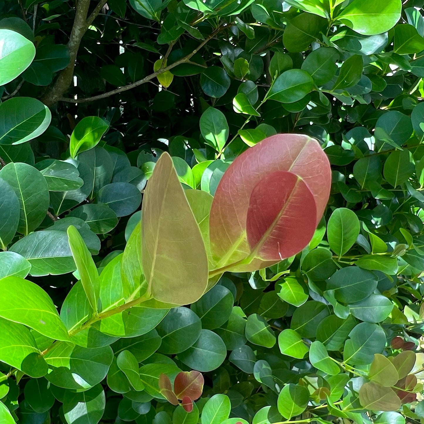 Cocoplum 'Red Tip'