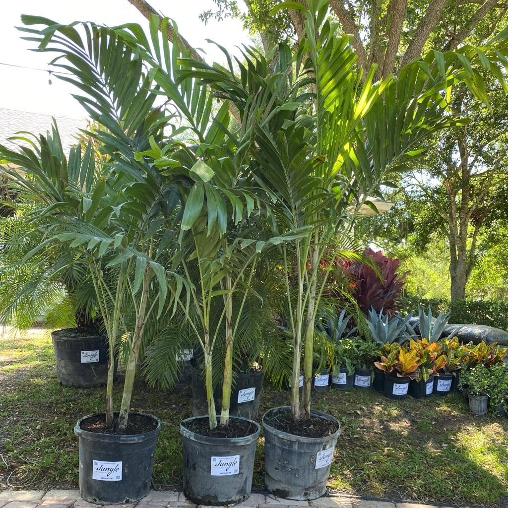Christmas Palm