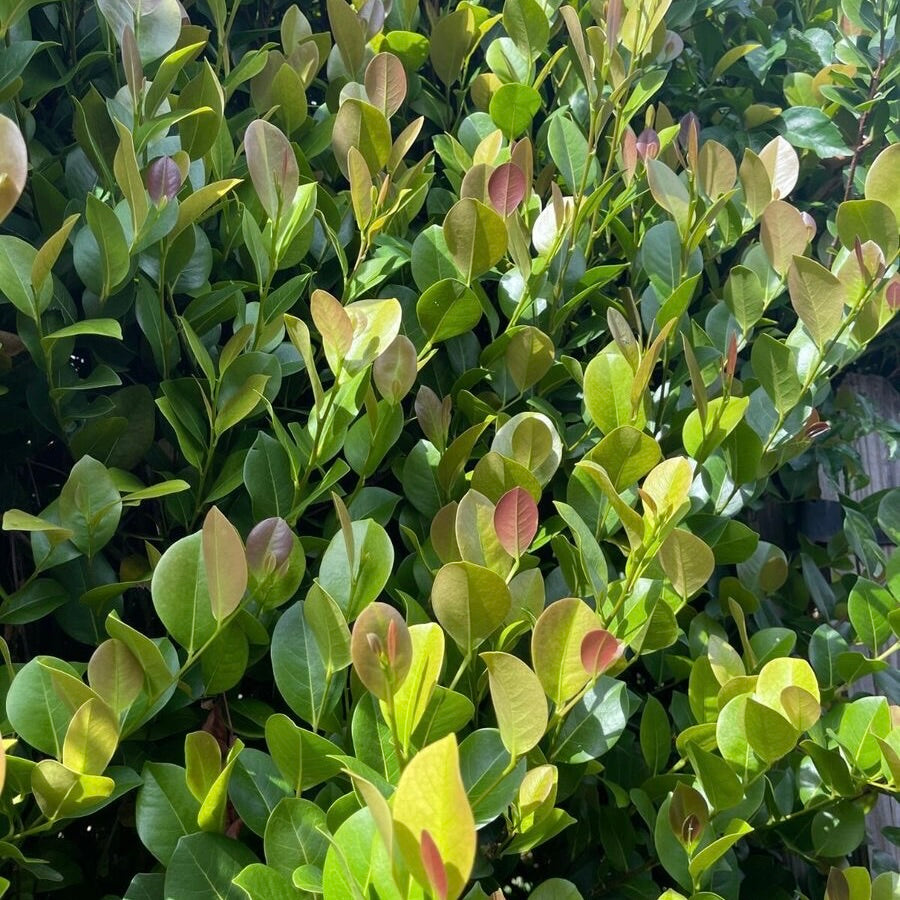 Cocoplum 'Red Tip'
